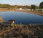 project_image